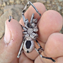 Eusparassus oraniensis