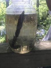 Amphiuma tridactylum