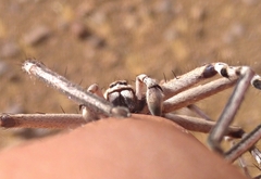 Eusparassus oraniensis