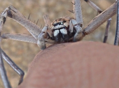 Eusparassus oraniensis