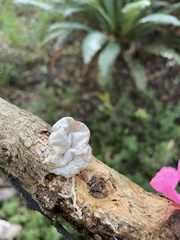 Protubera parvispora