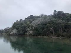 Beilschmiedia tarairi