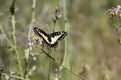 Papilio zelicaon
