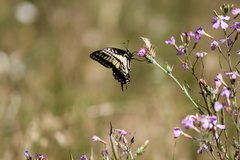 Papilio zelicaon