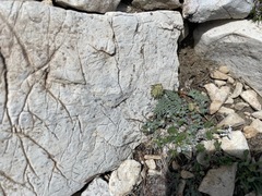 Cymopterus cinerarius