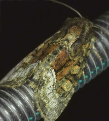 Oligia versicolor