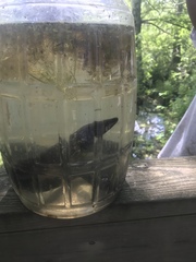 Amphiuma tridactylum