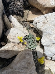 Physaria kingii