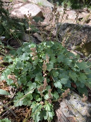 Heuchera hallii