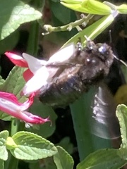 Xylocopa tabaniformis orpifex