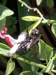 Xylocopa tabaniformis orpifex
