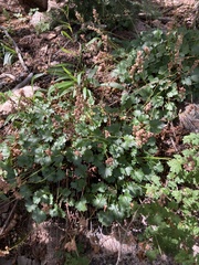 Heuchera hallii