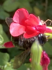 Xylocopa tabaniformis orpifex