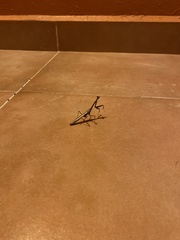 Phasmomantis sumichrasti