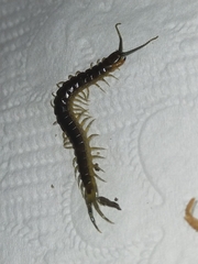 Cormocephalus esulcatus