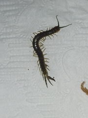 Cormocephalus esulcatus