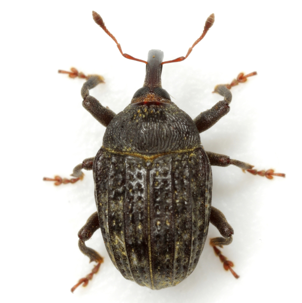 Rhyssomatus