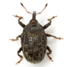Rhyssomatus - Photo (c) Mike Quinn, Austin, TX, some rights reserved (CC BY-NC), uploaded by Mike Quinn, Austin, TX