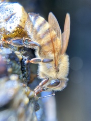 Apis mellifera
