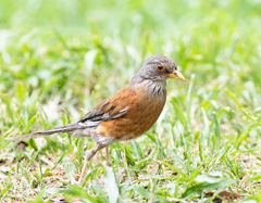 Turdus rufopalliatus rufopalliatus