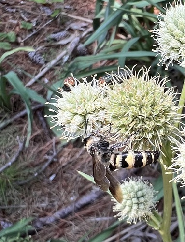 Feather-legged Scoliid Wasp photo 3