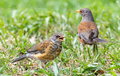 Turdus rufopalliatus rufopalliatus
