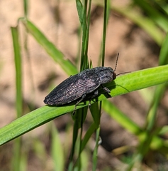 Buprestis lyrata