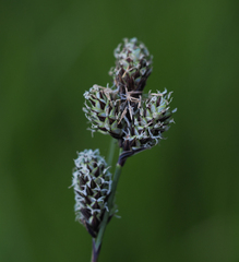 Carex heteroneura