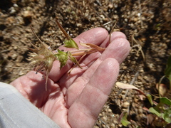 Collomia linearis