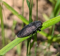 Buprestis lyrata