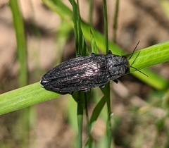 Buprestis lyrata