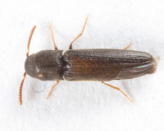 Isorhipis obliqua