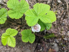 Rubus lasiococcus