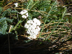 Valeriana philippiana