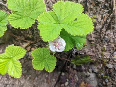 Rubus lasiococcus
