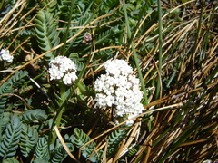 Valeriana philippiana