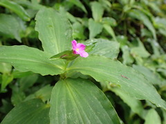 Tradescantia poelliae