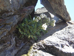 Valeriana philippiana