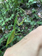 Choeradodis rhomboidea