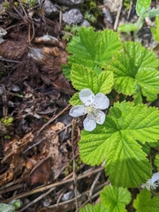 Rubus lasiococcus