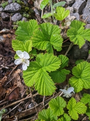 Rubus lasiococcus