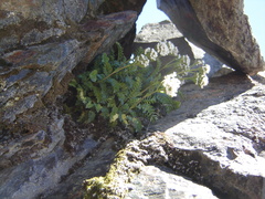 Valeriana philippiana