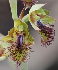 Calochilus pruinosus