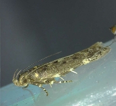 Bryotropha affinis