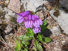 Penstemon cardwellii