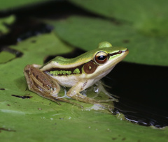 Hylarana erythraea