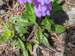 Penstemon cardwellii