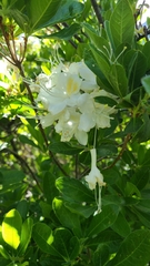 Rhododendron occidentale