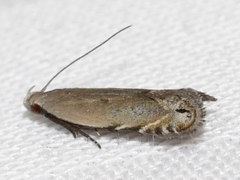 Battaristis concinnusella