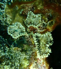 Zoantharia